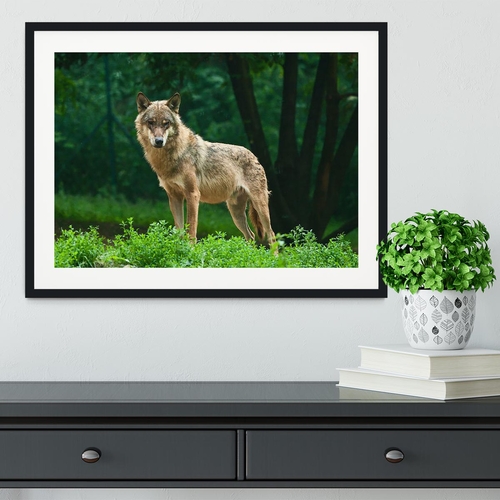 One wolf standing on green hill Framed Print