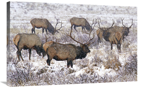 Global Gallery GCS-486605-36-142 36 in. Searching the Snowy Meadow Art