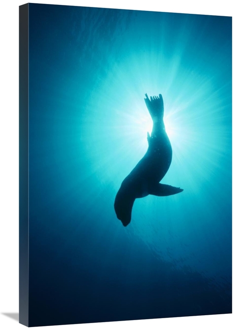 Global Gallery GCS-450620-2030-142 20 x 30 in. California Sea Lion Und
