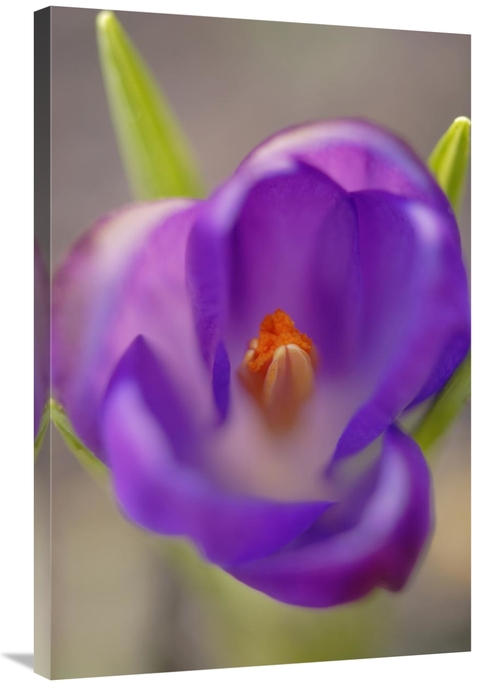Global Gallery GCS-398009-2436-142 24 x 36 in. Dutch Crocus Flower wit