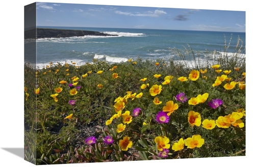 Global Gallery GCS-396757-1216-142 12 x 16 in. California Poppy & Icep