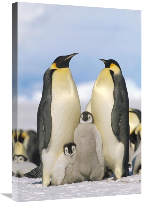 Global Gallery GCS-452323-2030-142 20 x 30 in. Emperor Penguin Parents