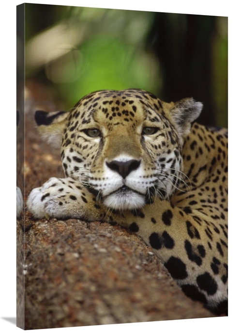 Global Gallery GCS-452758-2436-142 24 x 36 in. Jaguar Portrait, Be