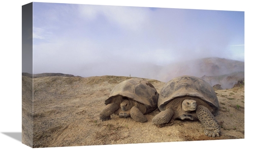 Global Gallery GCS-451322-1218-142 12 x 18 in. Galapagos Giant Tortois