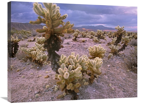 Global Gallery GCS-396617-2432-142 24 x 32 in. Teddy Bear Cholla Cacti