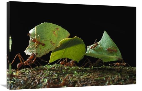 Global Gallery GCS-450774-2436-142 24 x 36 in. Leafcutter Ant Ants Tak