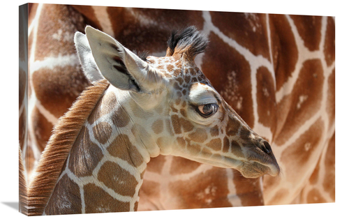 Global Gallery GCS-486402-30-142 30 in. Baby Giraffe Art Print - Vic S