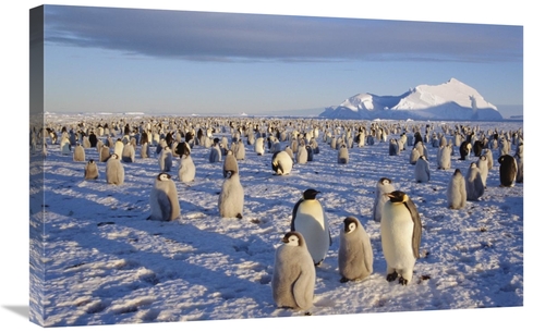 Global Gallery GCS-451074-2030-142 20 x 30 in. Emperor Penguin Colony&