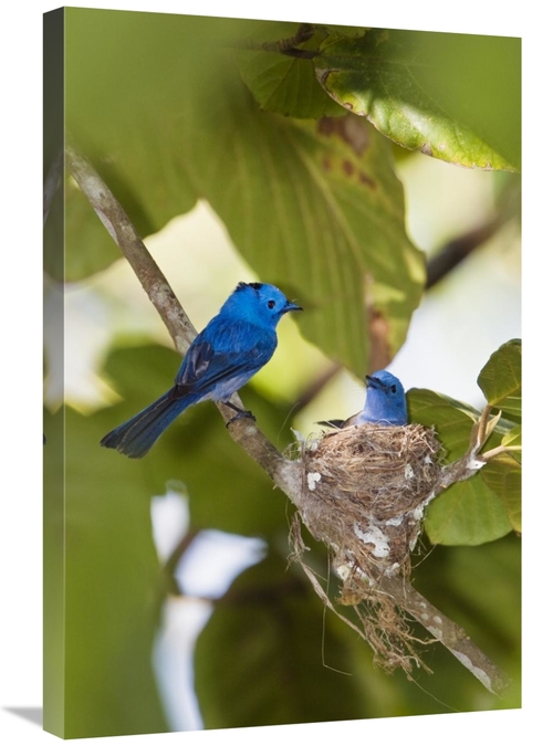 Global Gallery GCS-453648-2030-142 20 x 30 in. Black-Naped Monarch Pai