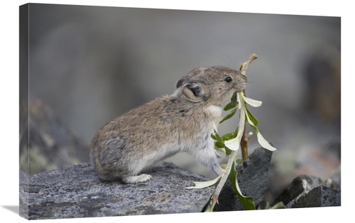 Global Gallery GCS-397996-2030-142 20 x 30 in. American Pika Carrying 