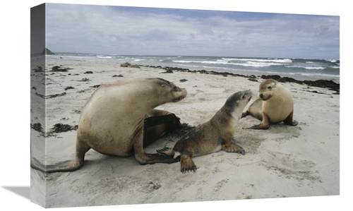 Global Gallery GCS-452992-1218-142 12 x 18 in. Australian Sea Lion Mot