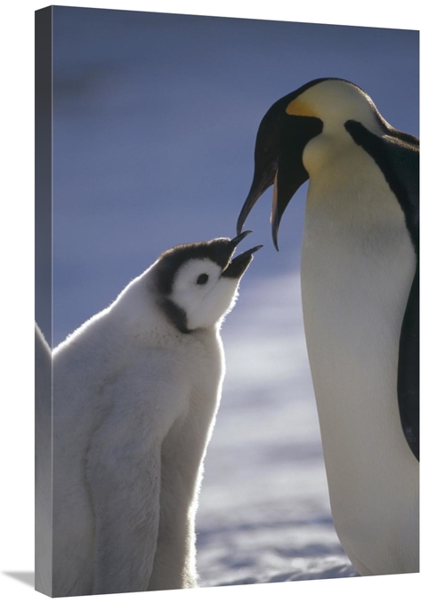 Global Gallery GCS-451126-2030-142 20 x 30 in. Emperor Penguin Parent 