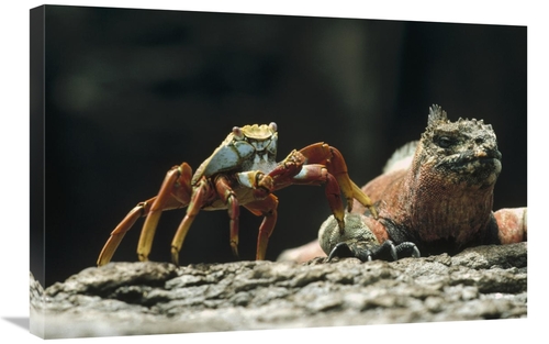 Global Gallery GCS-451204-2030-142 20 x 30 in. Marine Iguana Male with