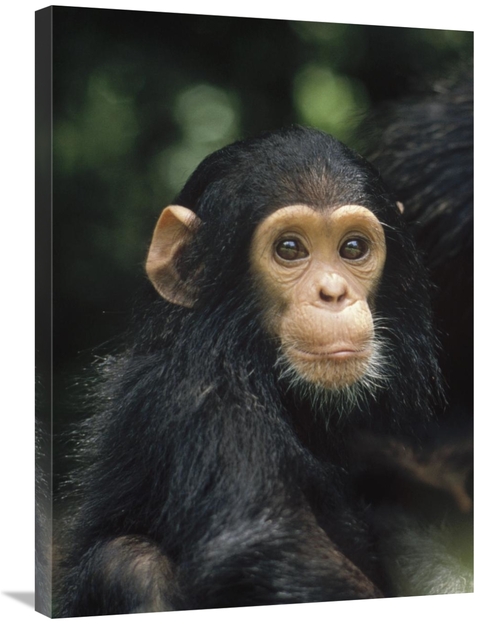 Global Gallery GCS-452774-2432-142 24 x 32 in. Chimpanzee Baby Portrai