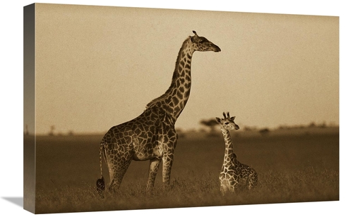 Global Gallery GCS-453688-1624-142 16 x 24 in. Giraffe Adult & Foal on