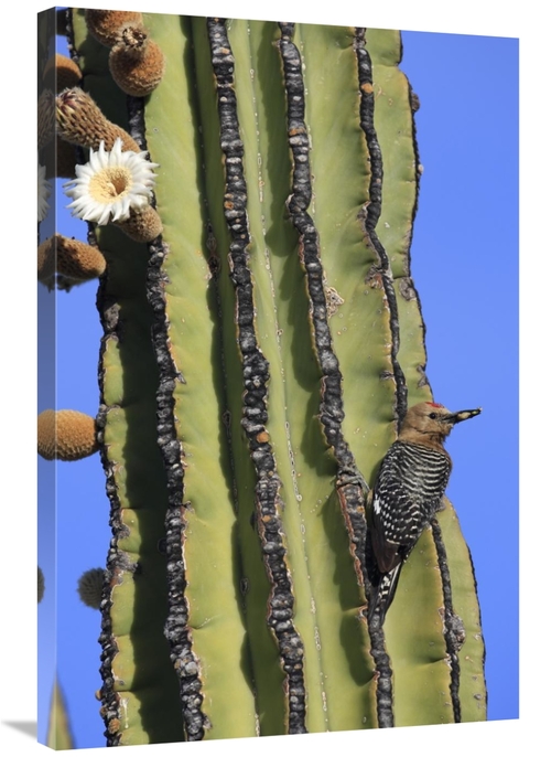 Global Gallery GCS-398103-2436-142 24 x 36 in. Gila Woodpecker on Card