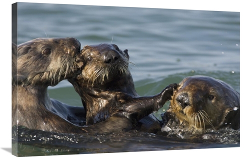 Global Gallery GCS-395874-2436-142 24 x 36 in. Sea Otter Bachelor Male
