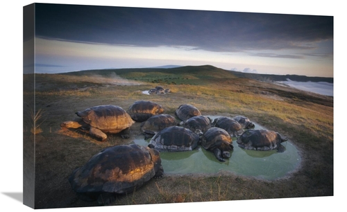 Global Gallery GCS-451383-1624-142 16 x 24 in. Galapagos Giant Tortois