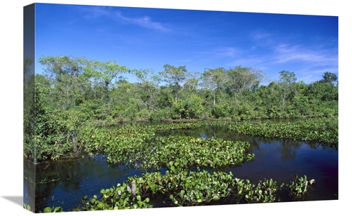 Global Gallery GCS-452527-1624-142 16 x 24 in. Common Water Hyacinth&#