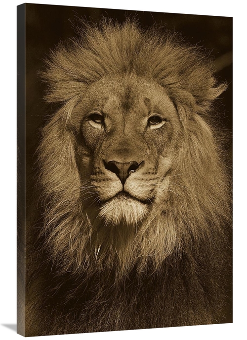 Global Gallery GCS-453667-2436-142 24 x 36 in. African Lion Male Portr