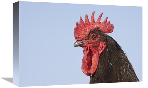 Global Gallery GCS-397520-1218-142 12 x 18 in. Domestic Chicken - Clos