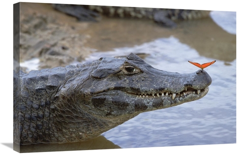 Global Gallery GCS-452528-2030-142 20 x 30 in. Spectacled Caiman with 