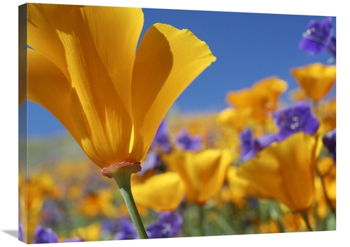 Global Gallery GCS-452255-2432-142 24 x 32 in. California Poppy Flower