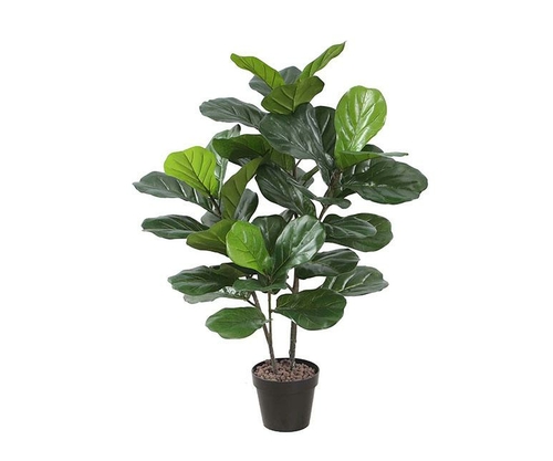 Potted 95 Cm Fiddle Leaf Tree