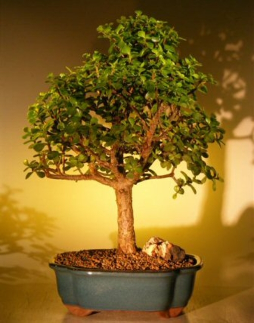 Baby Jade Bonsai Tree - Extra Large (Portulacaria Afra)