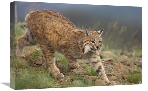 Global Gallery GCS-395986-1624-142 16 x 24 in. Bobcat Stalking, No