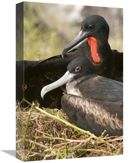 Global Gallery GCS-397372-1218-142 12 x 18 in. Magnificent Frigatebird