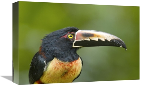 Global Gallery GCS-397260-1218-142 12 x 18 in. Collared Aracari, C