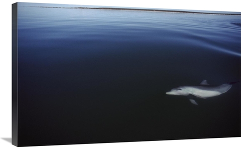 Global Gallery GCS-450682-36-142 36 in. Bottlenose Dolphin Swimming Un