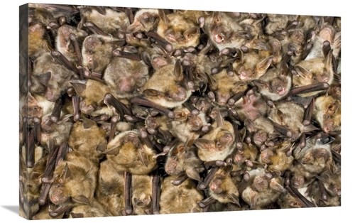 Global Gallery GCS-395297-2030-142 20 x 30 in. Greater Mouse-Eared Bat