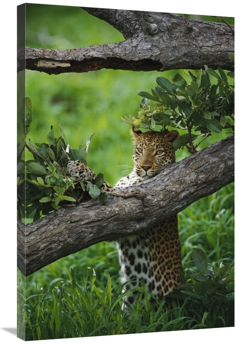 24 x 36 in. Leopard Female, Scent Marking A Tree, Moremi Game 