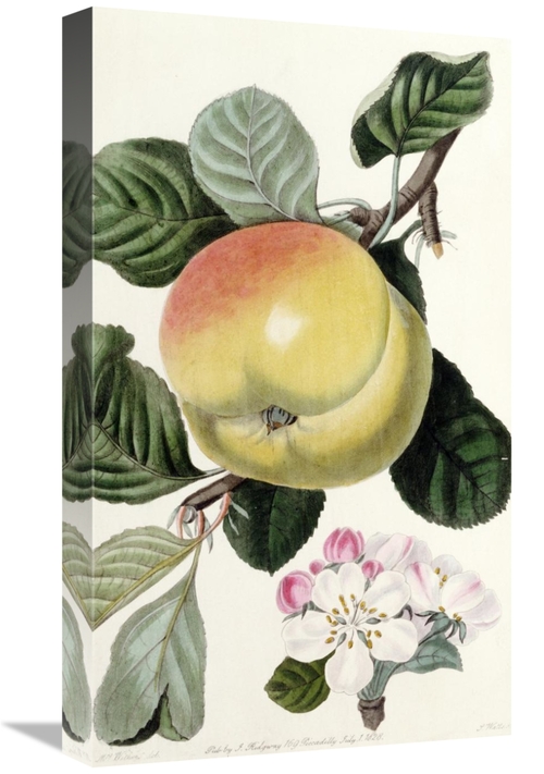 Global Gallery GCS-268250-22-142 22 in. Apple Art Print - John Lindley