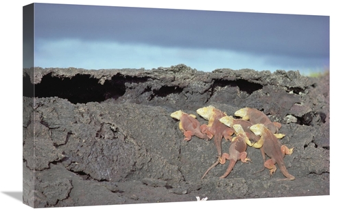 Global Gallery GCS-451156-1624-142 16 x 24 in. Galapagos Land Iguanas 