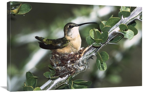 Global Gallery GCS-452539-2436-142 24 x 36 in. Lucifer Hummingbird Fem