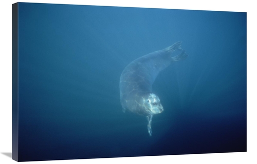 Global Gallery GCS-450929-2436-142 24 x 36 in. Bearded Seal Swimming U