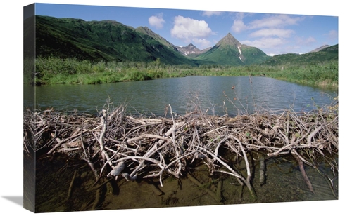 Global Gallery GCS-452997-1624-142 16 x 24 in. American Beaver Dam&#44