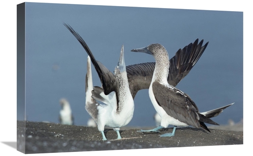 Global Gallery GCS-451096-1624-142 16 x 24 in. Blue-Footed Booby Sky P