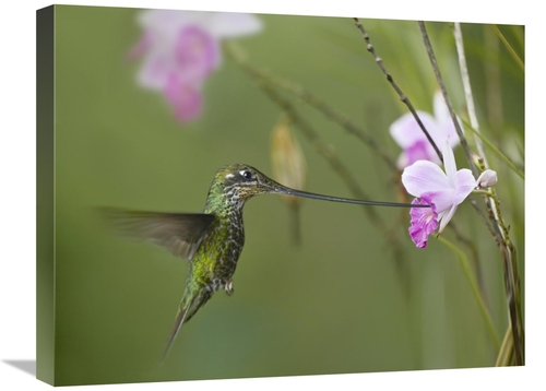 Global Gallery GCS-396504-1824-142 18 x 24 in. Sword-Billed Hummingbir