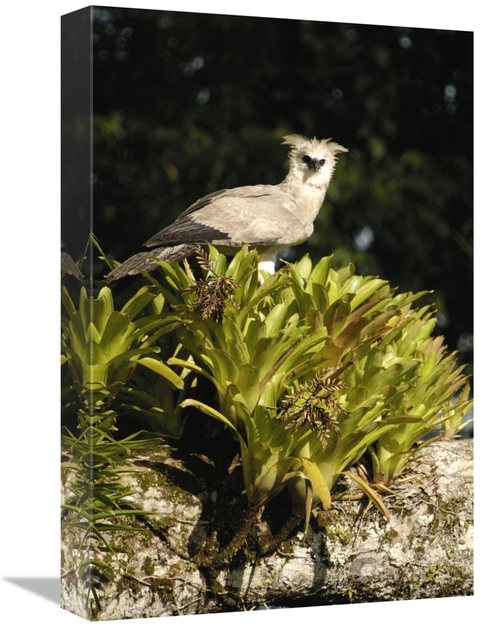 Global Gallery GCS-453205-1218-142 12 x 18 in. Harpy Eagle Chick in A 