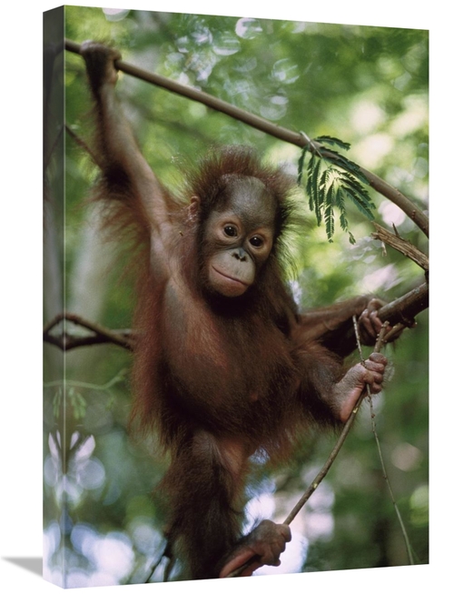 Global Gallery GCS-452310-1624-142 16 x 24 in. Orangutan Infant Hangin