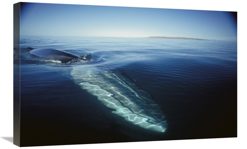 Global Gallery GCS-451686-2030-142 20 x 30 in. Fin Whale At Winter Fee