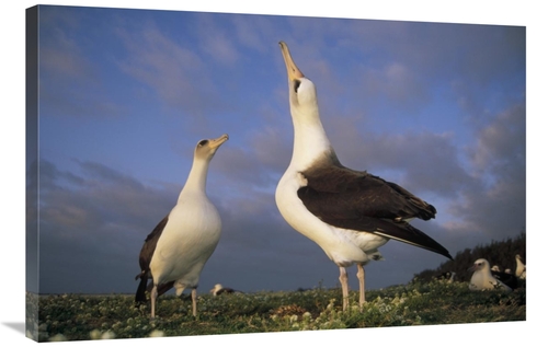 Global Gallery GCS-451425-2436-142 24 x 36 in. Laysan Albatross Courts