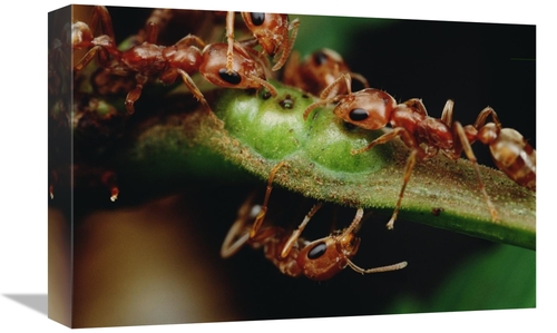 Global Gallery GCS-451015-1218-142 12 x 18 in. Anta Drink Nectar From 