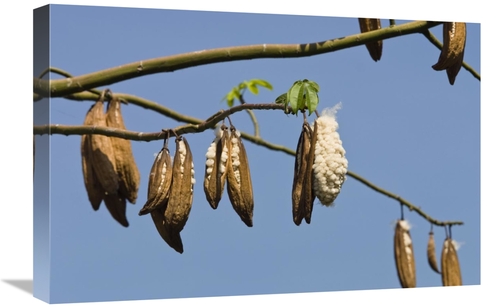 Global Gallery GCS-453622-1624-142 16 x 24 in. Kapok Ripe Fruits, 