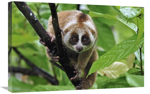 Global Gallery GCS-397641-2030-142 20 x 30 in. Slow Loris, Norther