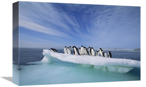 Global Gallery GCS-395662-1218-142 12 x 18 in. Adelie Penguin Group Cr